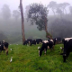 Ambewela Farm