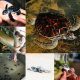 Turtle Hatchery