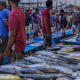Negombo Fish Market
