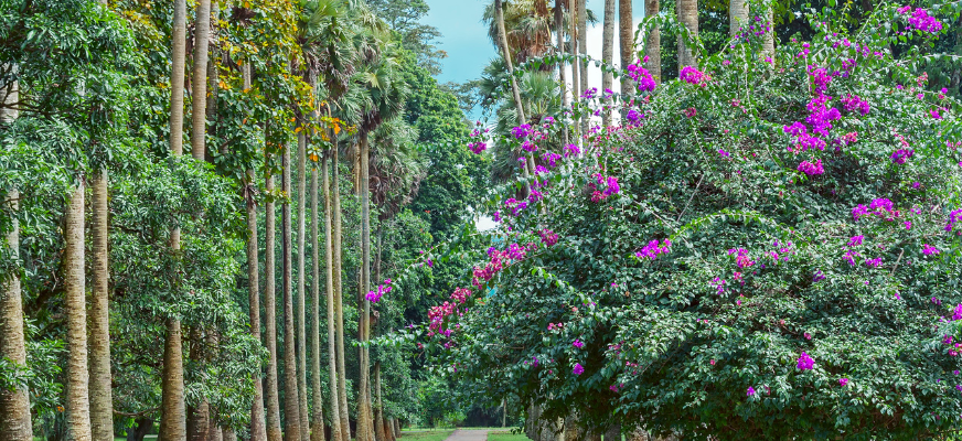 Ella, Sri Lanka